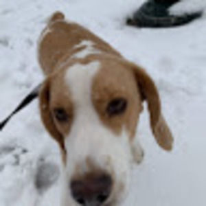 Meet your Posher, Samuel